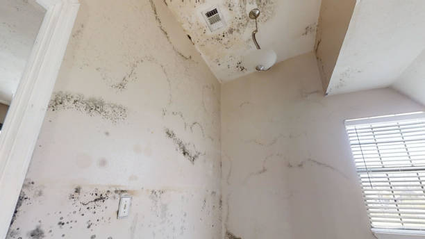 Best Basement Mold Removal  in Country Lake Estates, NJ