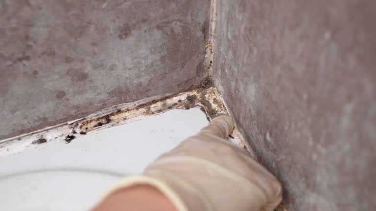 Best Mold Damage Restoration  in Country Lake Estates, NJ