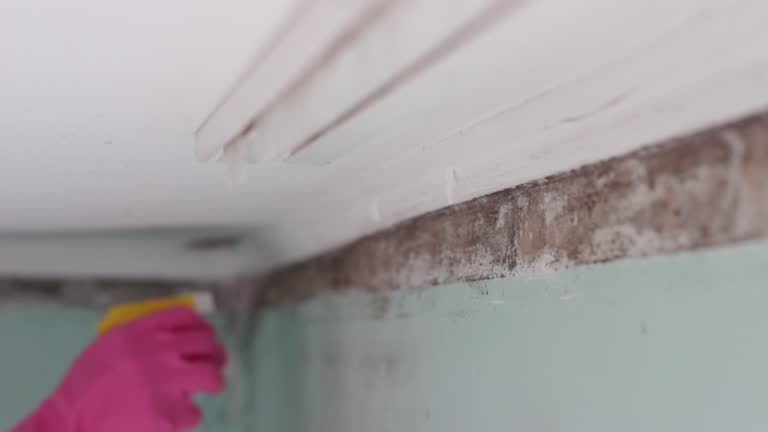 Best Airborne Mold Testing  in Country Lake Estates, NJ